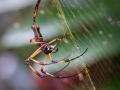 Nephila inaurata, Palm spider mit Beute, Jardin du Roi