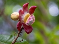 Botanischer Garten Victoria