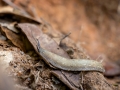 Filicaulis seychellensis auf dem Weg zum Morne Blanc