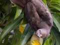 Seychellen-Vasapapagei