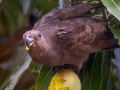 Seychellen-Vasapapagei