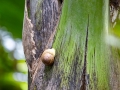 Coco-de-Mer Snail